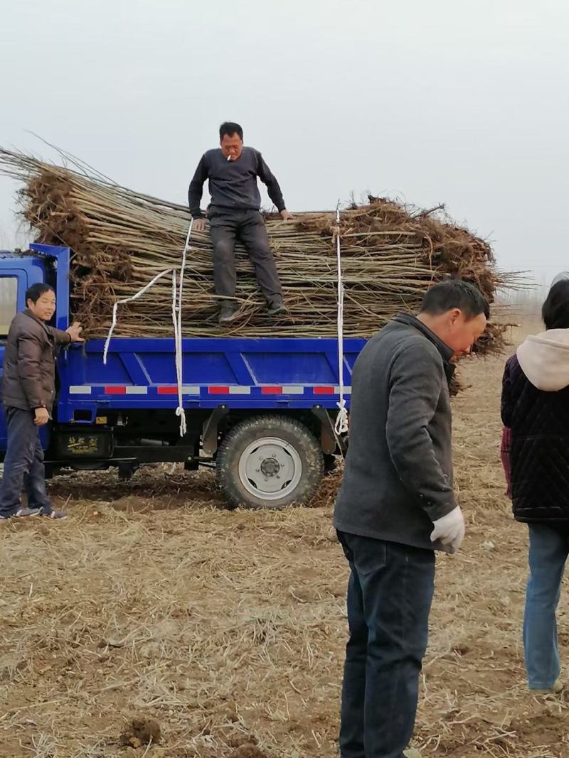 优质2-30公分枫杨规格齐全，存活率高，沭阳基地直发