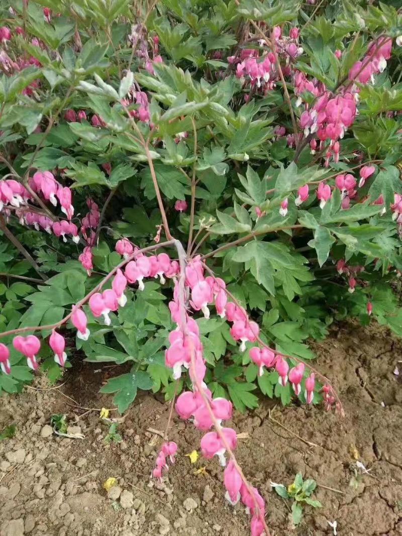 荷包牡丹菏泽牡丹基地直发保开花保成活保对版