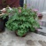 荷包牡丹菏泽牡丹基地直发保开花保成活保对版
