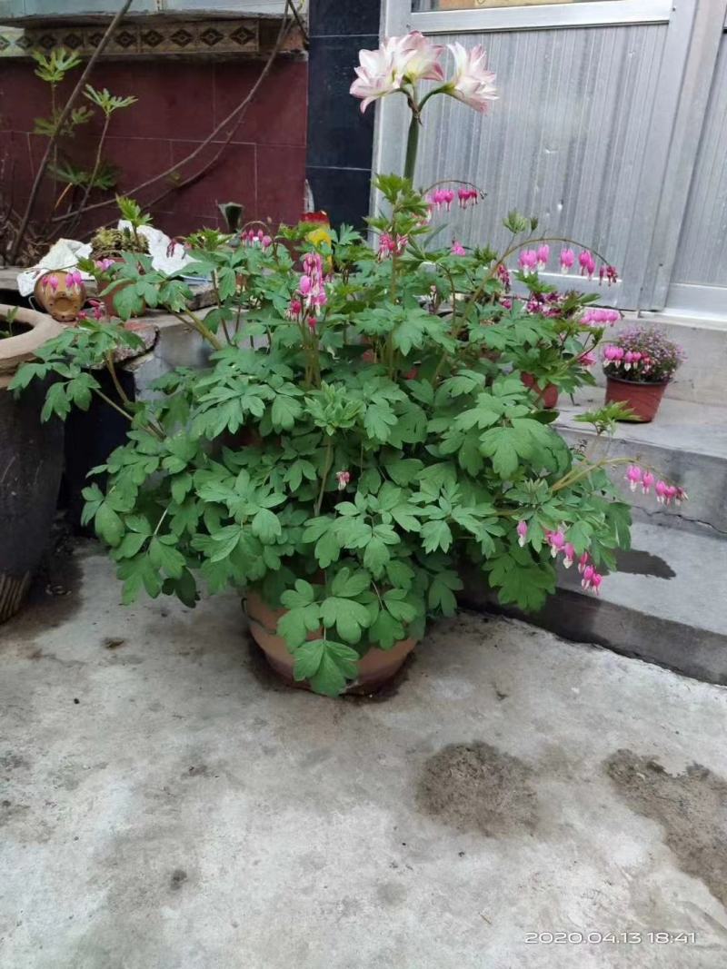 荷包牡丹菏泽牡丹基地直发保开花保成活保对版