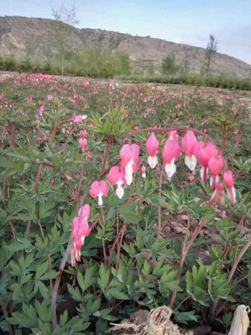 荷包牡丹菏泽牡丹基地直发保开花保成活保对版