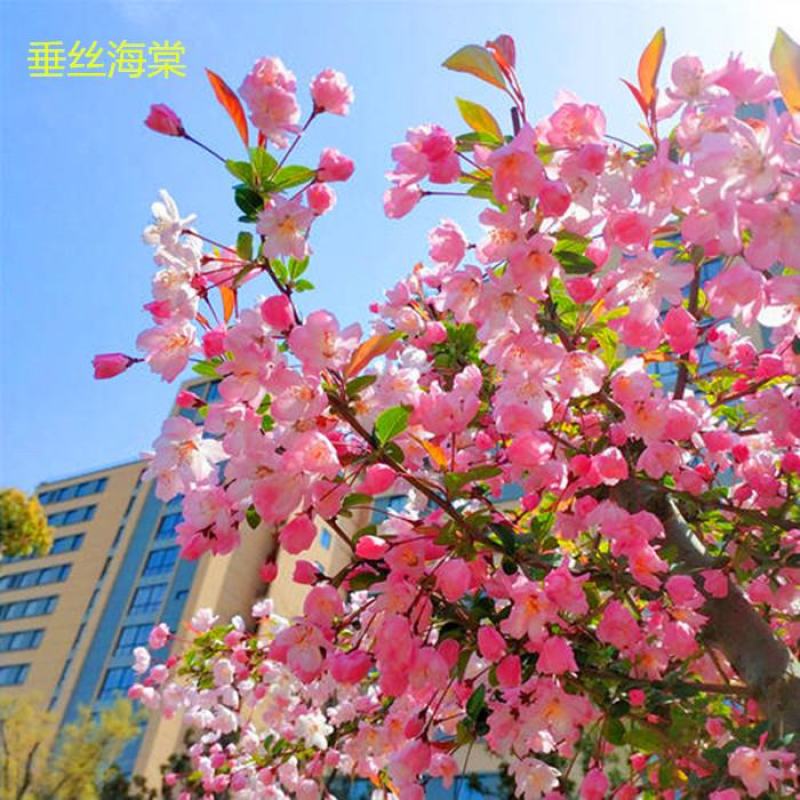 西府海棠垂丝海棠北美海棠树苗高杆海棠花苗盆栽庭院绿
