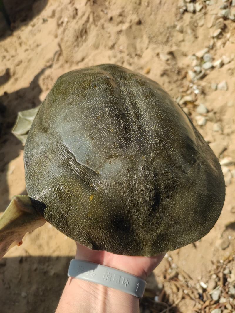 纯生态老甲鱼公鱼，公鱼母鱼都有，3到8斤