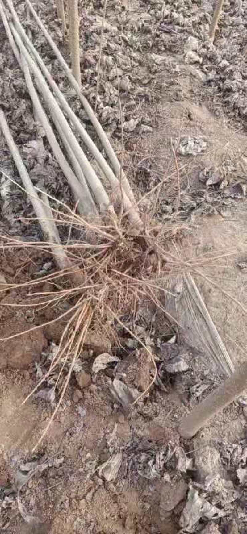 大量出售，杨树，需要的联系