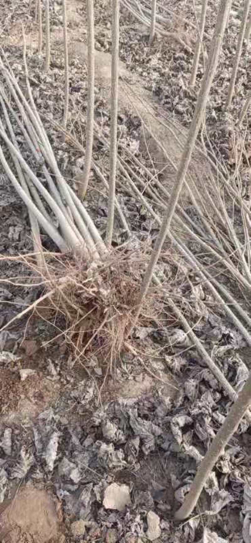 大量出售，杨树，需要的联系