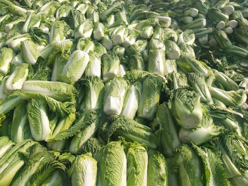 山东冷库新三号大量供应市场酸菜厂泡菜厂，品质保障