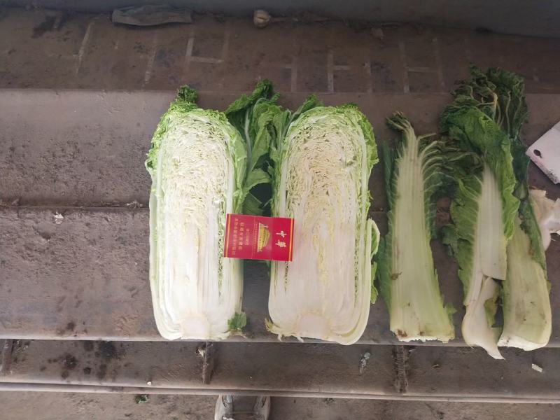 山东冷库新三号大量供应市场酸菜厂泡菜厂，品质保障