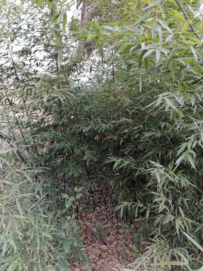 紫竹，2到3公分，质量好，不脱腿，有量，欢迎选购