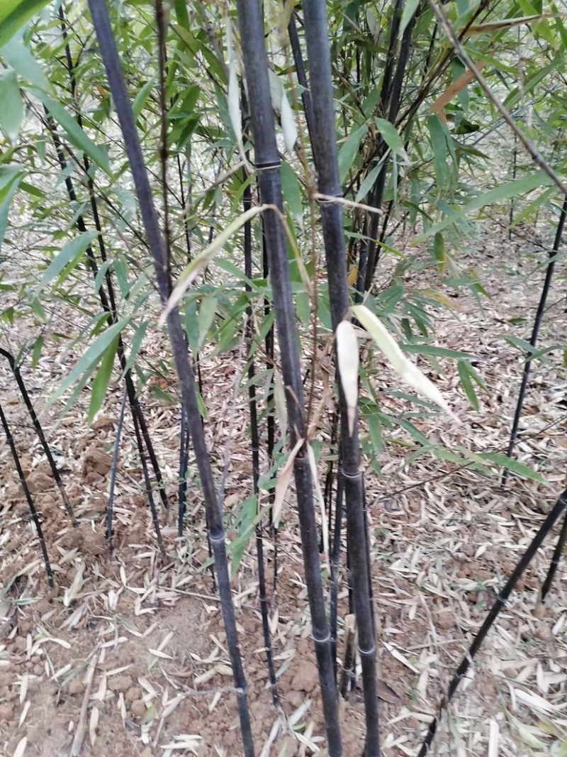 紫竹，2到3公分，质量好，不脱腿，有量，欢迎选购