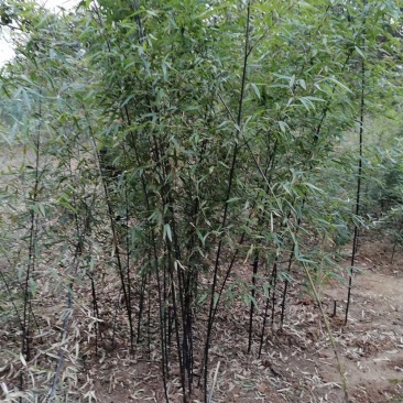 紫竹,2到3公分,质量好,不脱腿,有量,欢迎选购