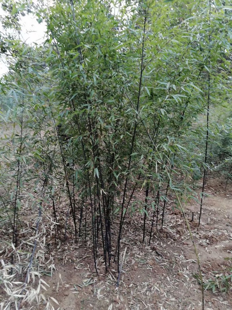 紫竹，2到3公分，质量好，不脱腿，有量，欢迎选购