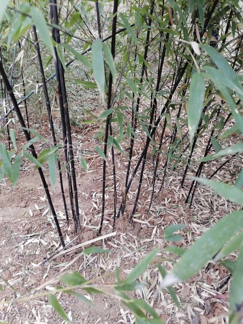 紫竹，2到3公分，质量好，不脱腿，有量，欢迎选购