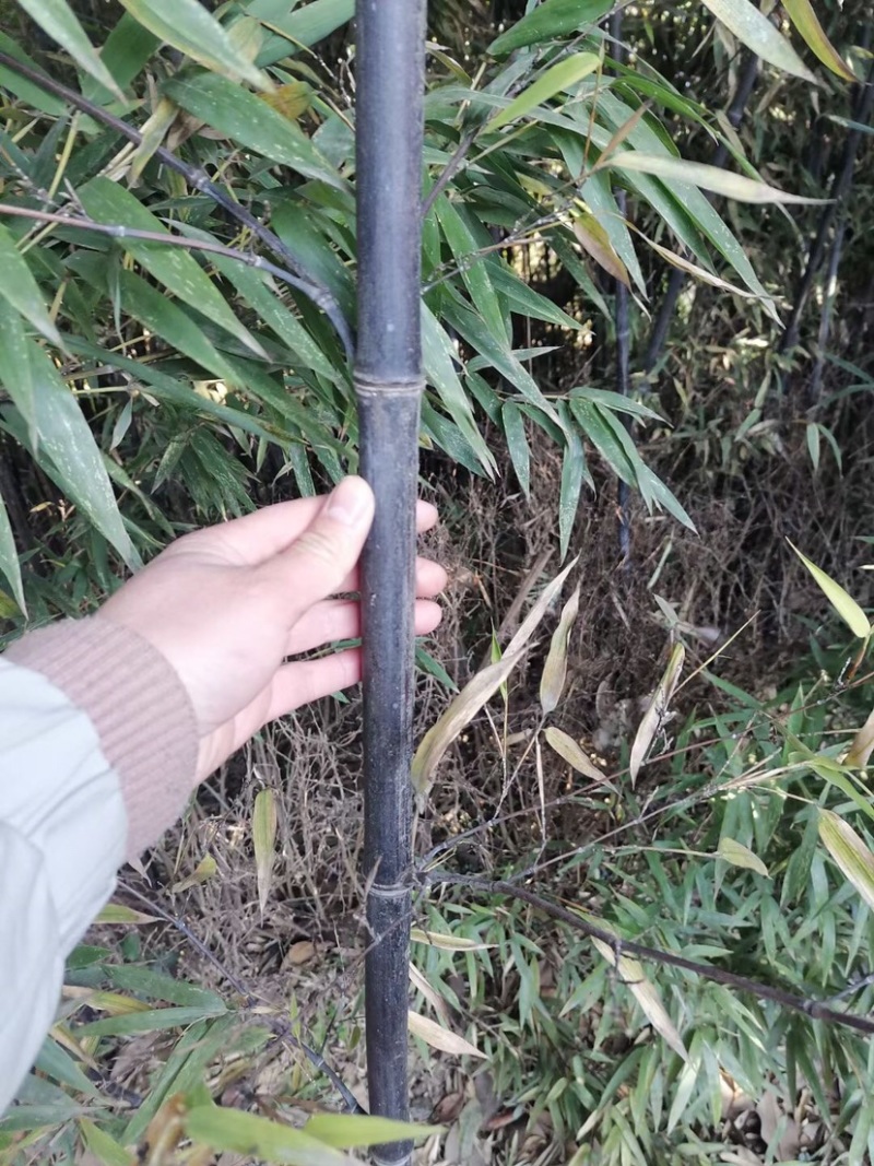 紫竹，2到3公分，质量好，不脱腿，有量，欢迎选购
