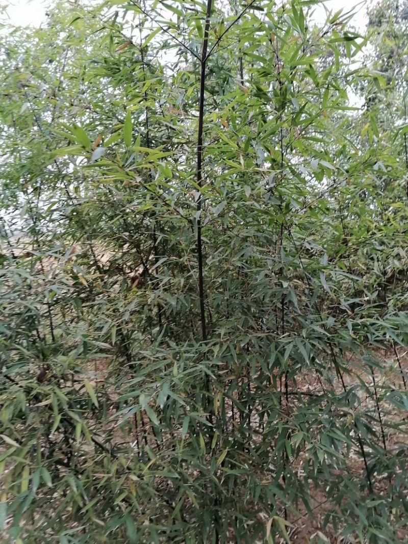 紫竹，2到3公分，质量好，不脱腿，有量，欢迎选购