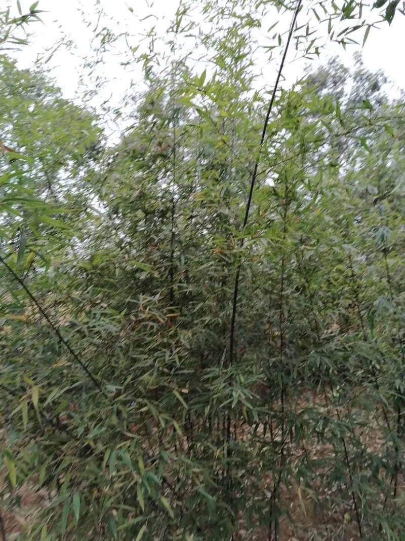 紫竹，2到3公分，质量好，不脱腿，有量，欢迎选购