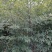 紫竹,2到3公分,质量好,不脱腿,有量,欢迎选购