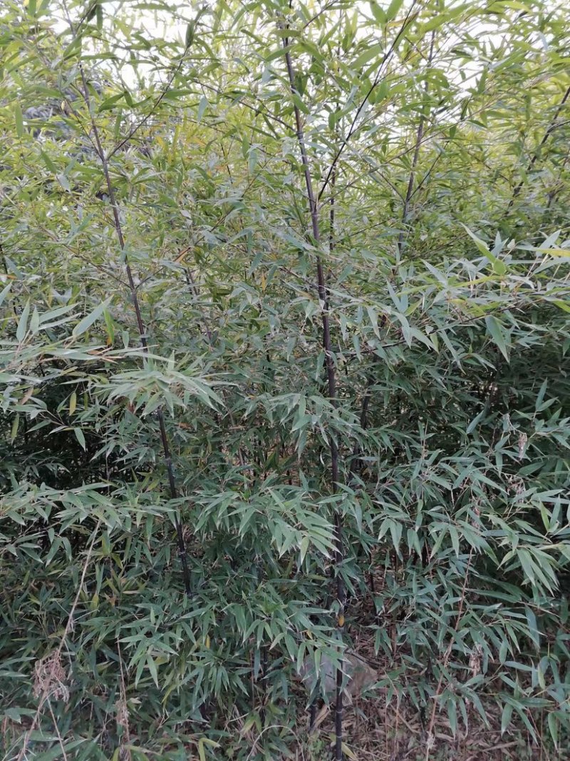 紫竹，2到3公分，质量好，不脱腿，有量，欢迎选购