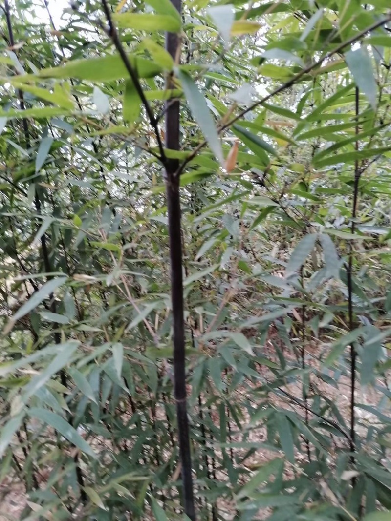 紫竹，2到3公分，质量好，不脱腿，有量，欢迎选购
