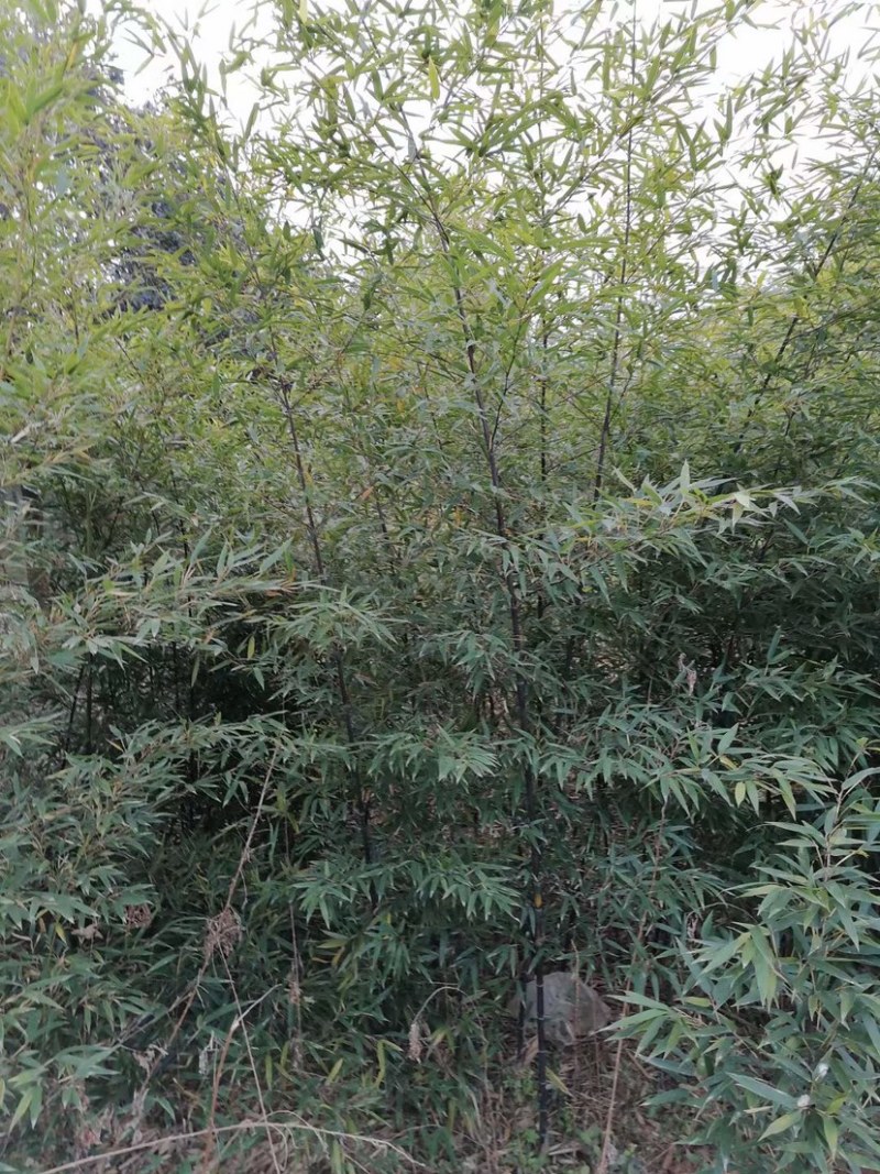 紫竹，2到3公分，质量好，不脱腿，有量，欢迎选购