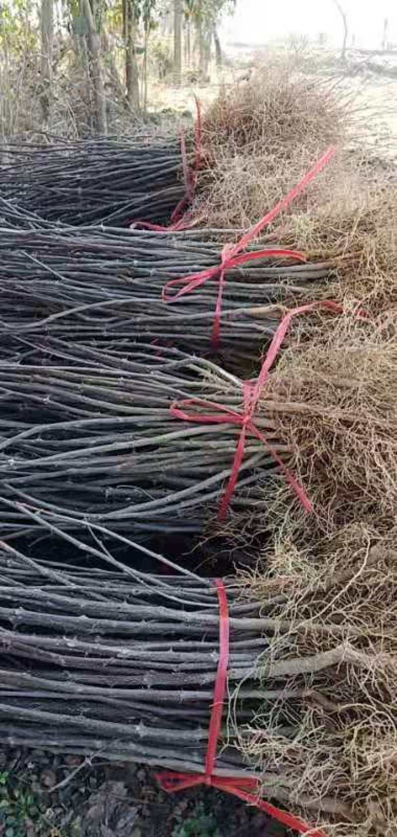 大红袍花椒苗产地直销产地直销货源充足物美价廉
