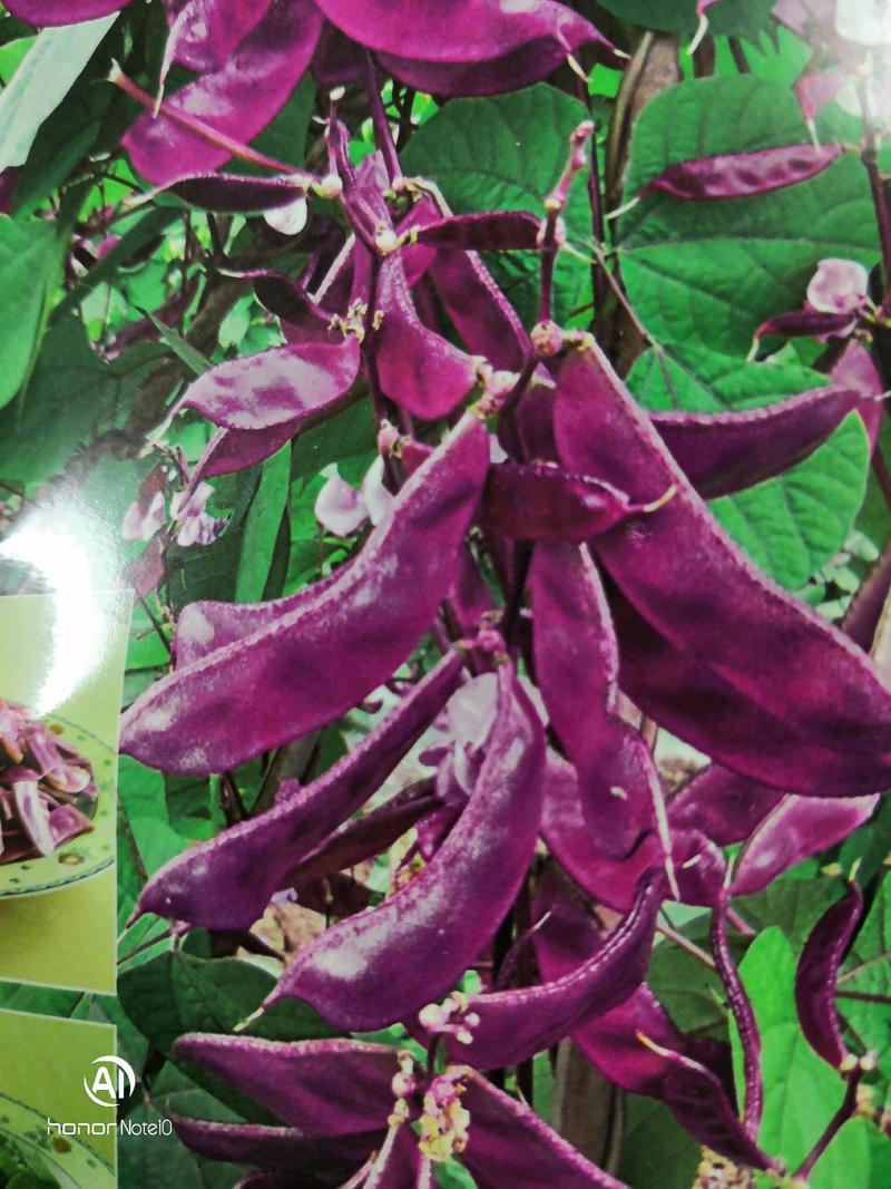 变色龙会变色的扁豆种子，育苗移栽50天后可上市