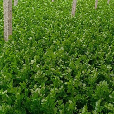 高陵温室大棚芹菜上市中