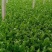 高陵温室大棚芹菜上市中