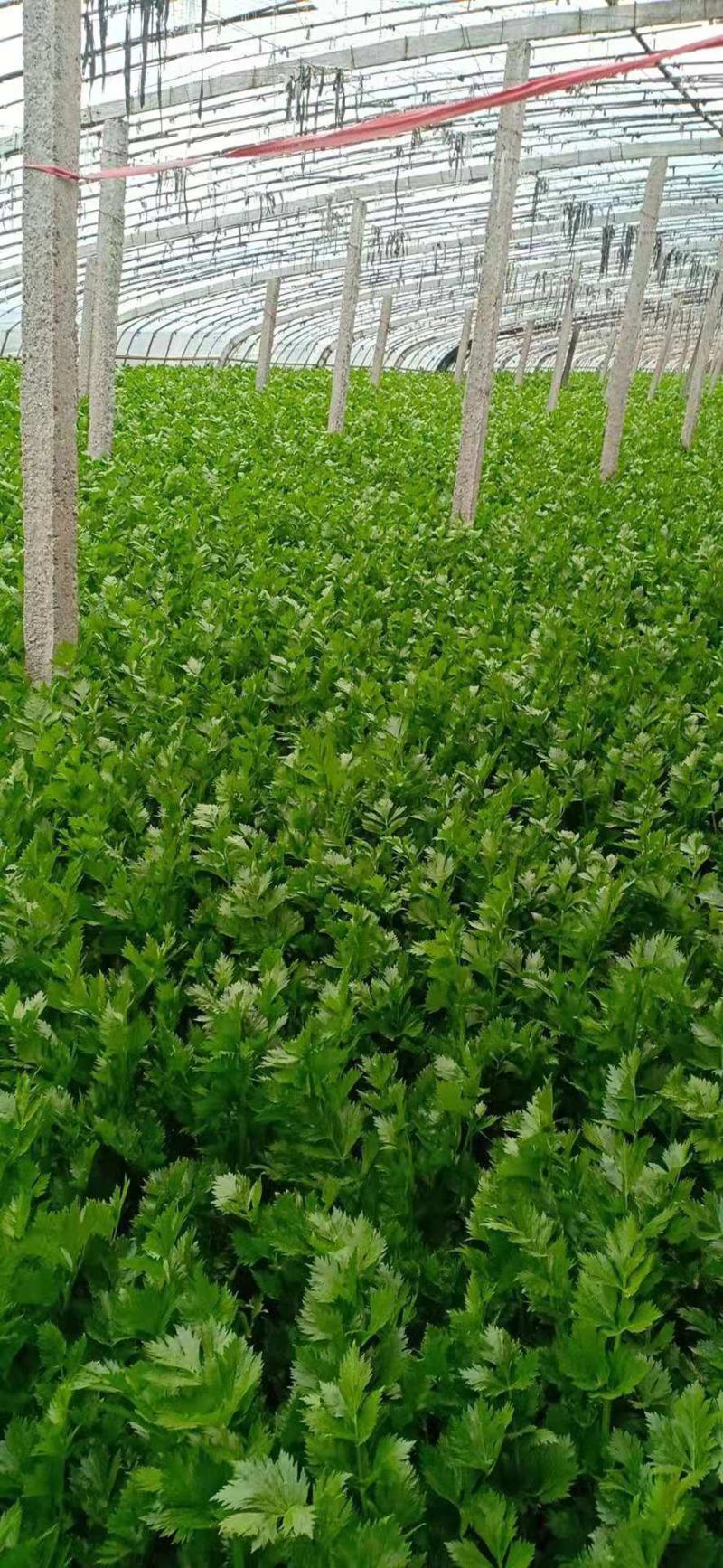 高陵温室大棚芹菜上市中