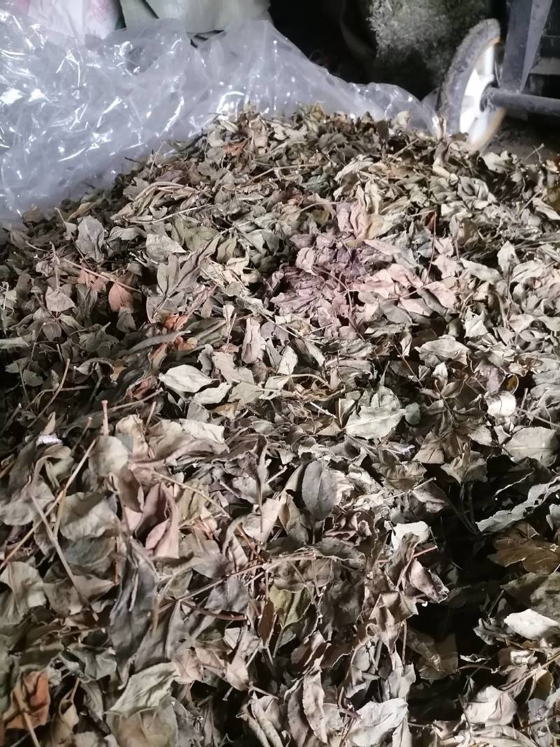 花椒叶一手货源保证质量可切片可打粉10斤起批