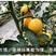 瑞福圣女果种子，水果型黄色，酸甜可口，一串多果
