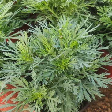 玛格丽特价格，木春菊基地，木茼蒿批发商，全国发货