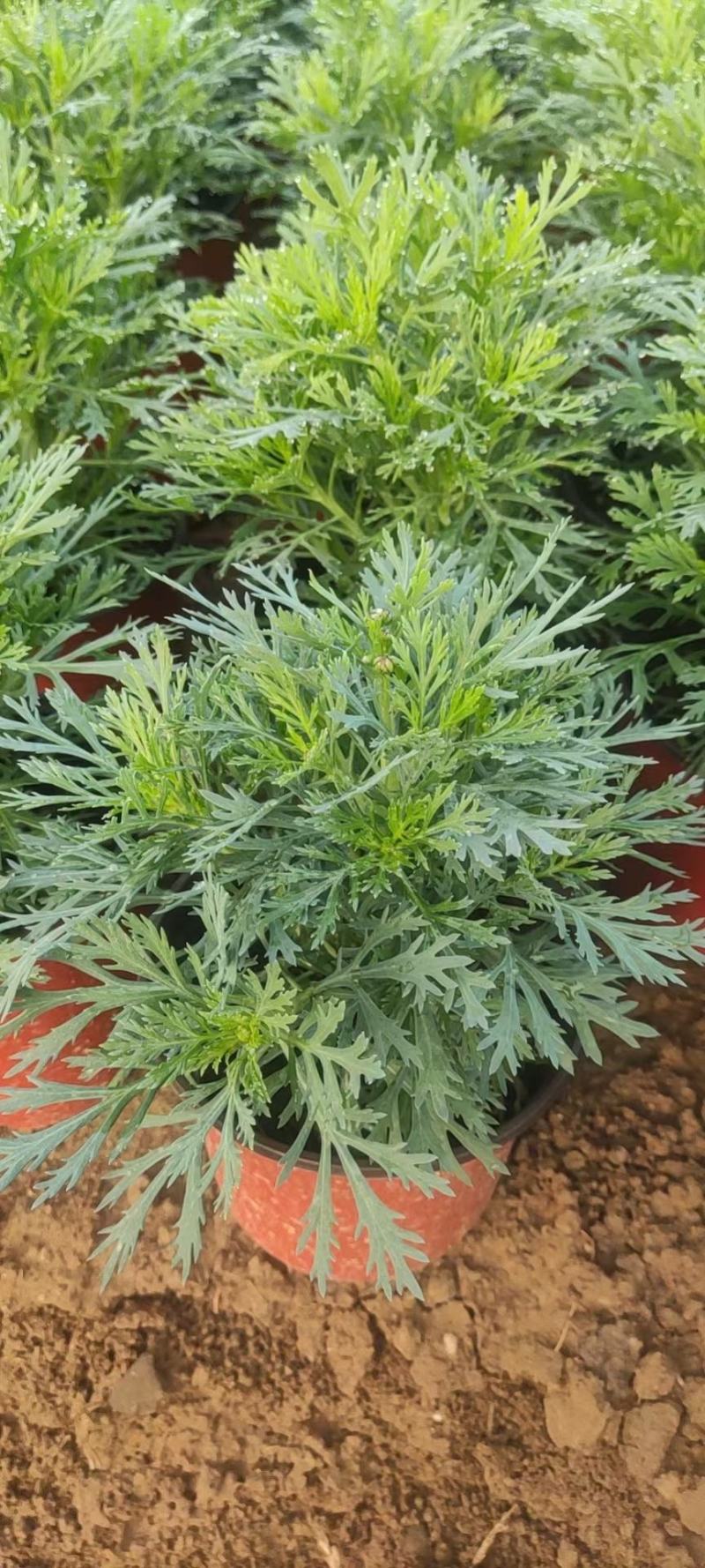 玛格丽特价格，木春菊基地，木茼蒿批发商，全国发货