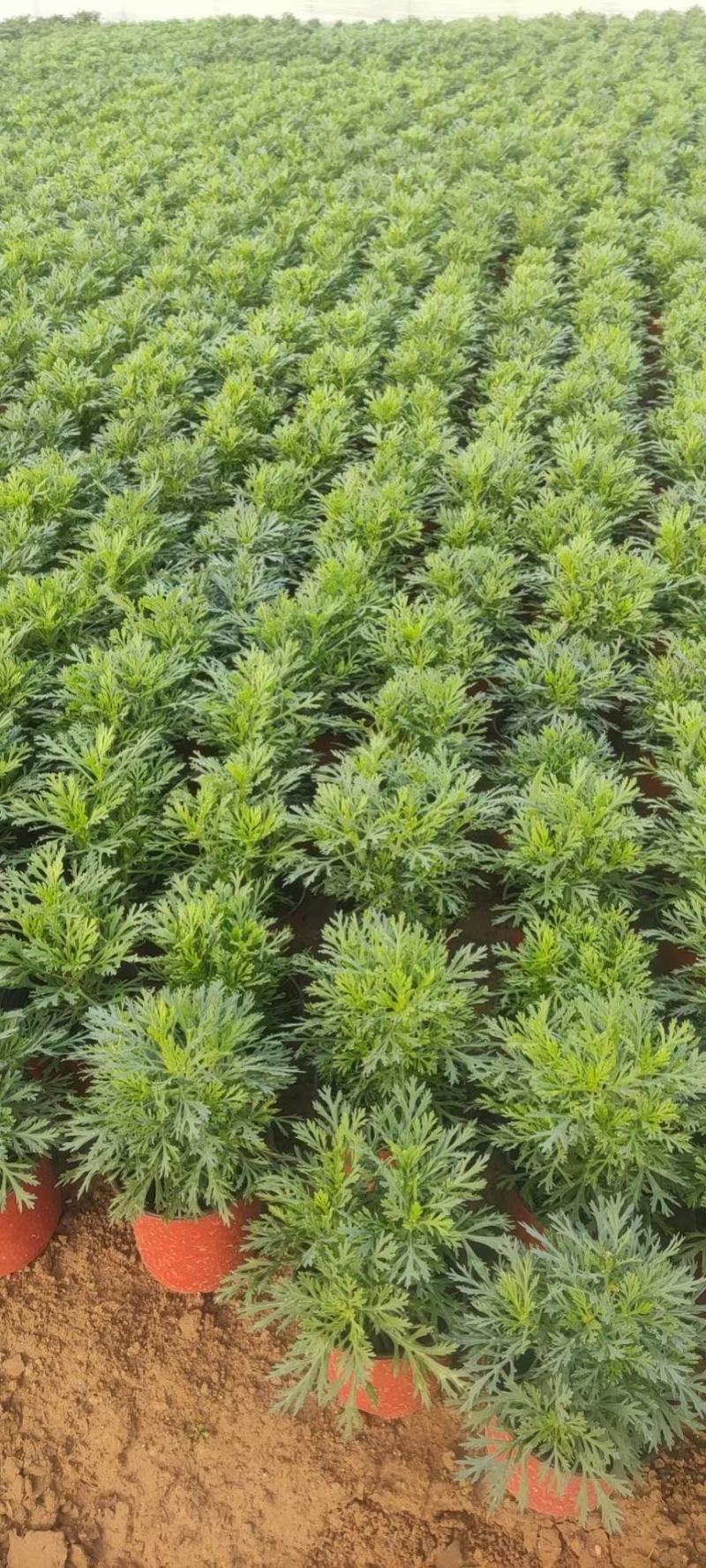 玛格丽特价格，木春菊基地，木茼蒿批发商，全国发货