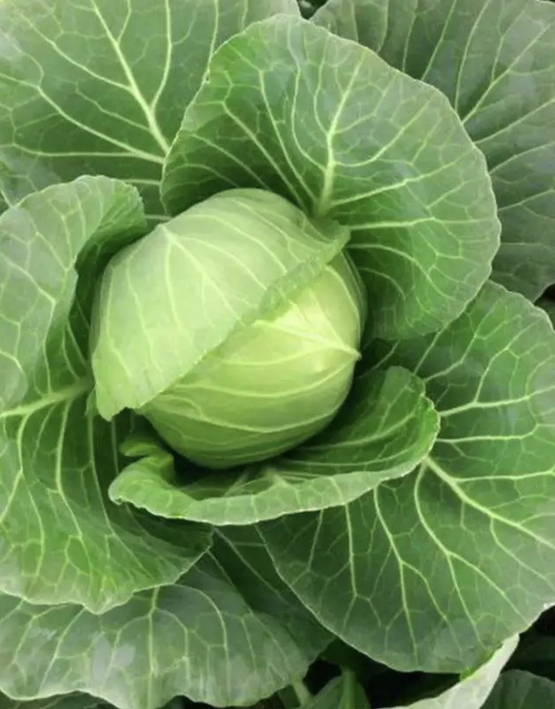 山东临沂精品甘蓝色绿菜软优质精品大量供应