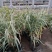 大盆花叶芦竹价格，花叶芦竹基地