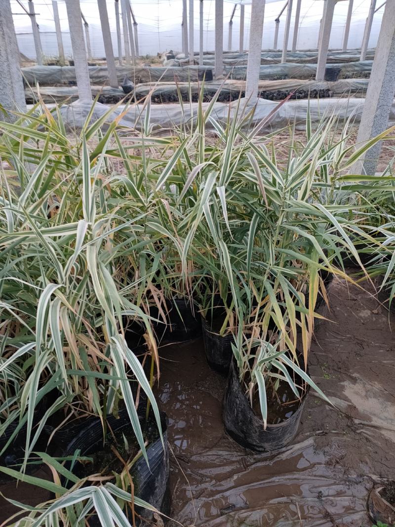 大盆花叶芦竹价格，花叶芦竹基地