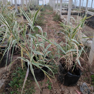 大盆花叶芦竹价格，花叶芦竹基地