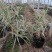 大盆花叶芦竹价格，花叶芦竹基地