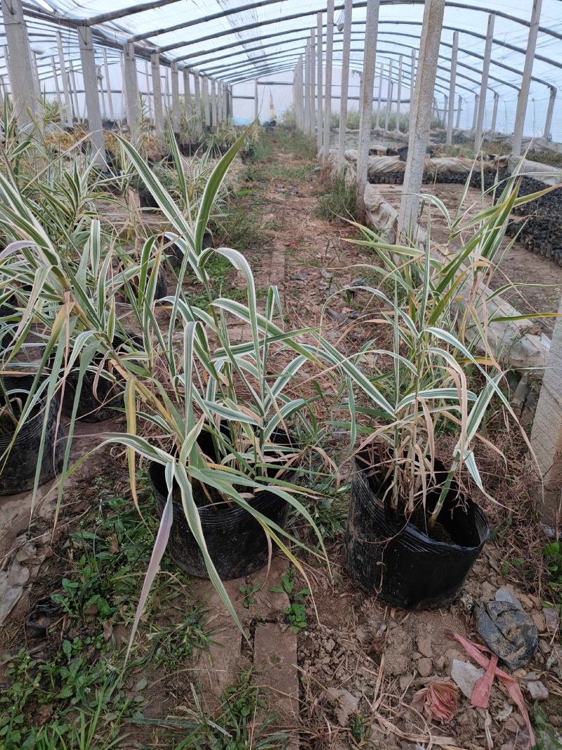 大盆花叶芦竹价格，花叶芦竹基地