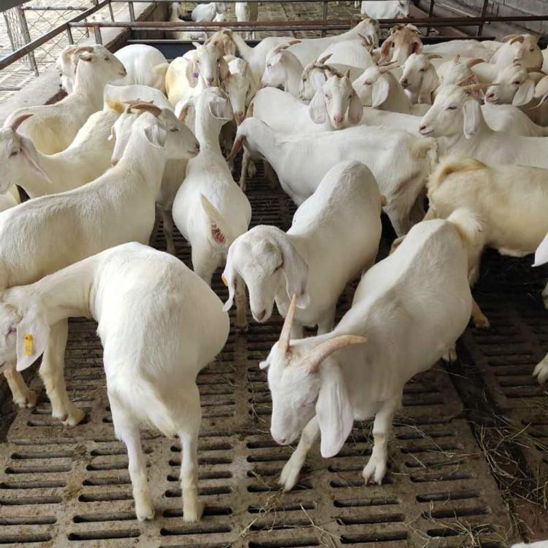湖羊羊羔种母羊批发多胎多产质量优等享养殖补助