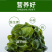 盐渍裙带菜海带裙带菜凉拌裙带菜