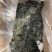 盐渍裙带菜海带裙带菜凉拌裙带菜