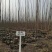 大量供应速生杨无絮杨树苗，基地大量种植，现场视频看树定苗