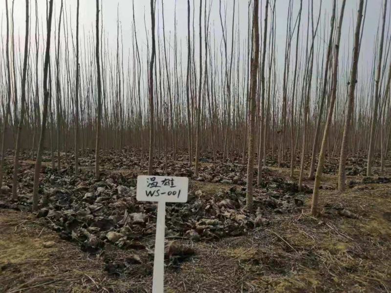 大量供应速生杨无絮杨树苗，基地大量种植，现场视频看树定苗