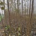 大量供应速生杨无絮杨树苗，基地大量种植，现场视频看树定苗
