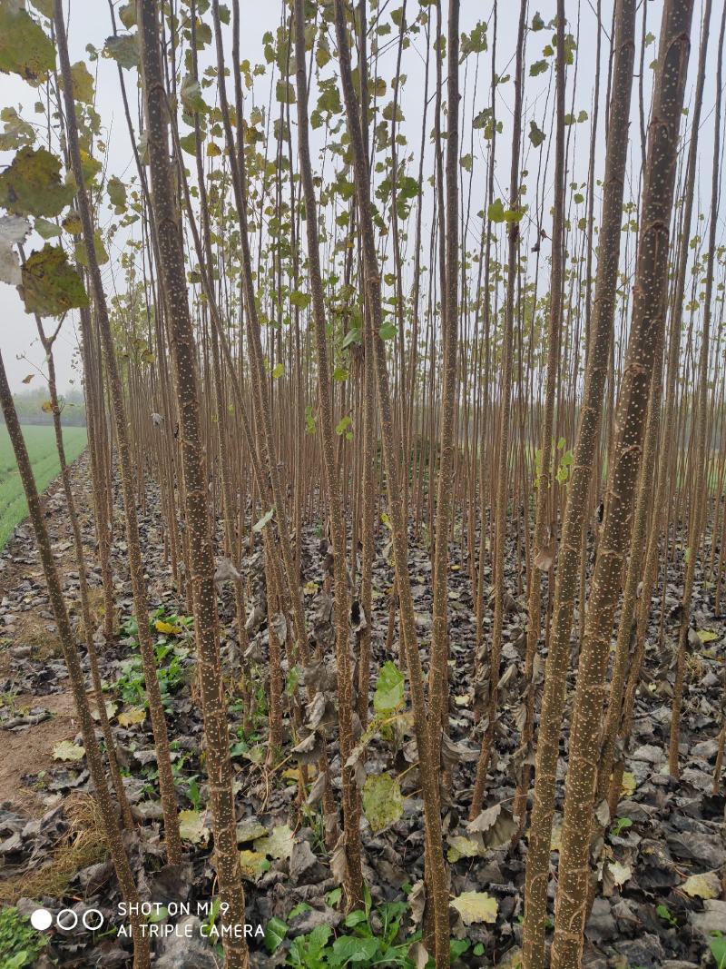 大量供应速生杨无絮杨树苗，基地大量种植，现场视频看树定苗
