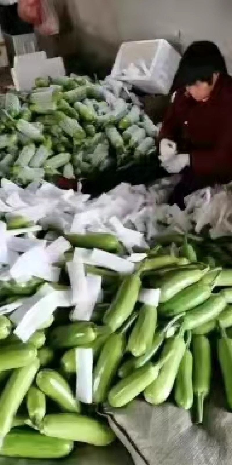 西葫芦西葫芦大量上市中！现摘现卖货源充足