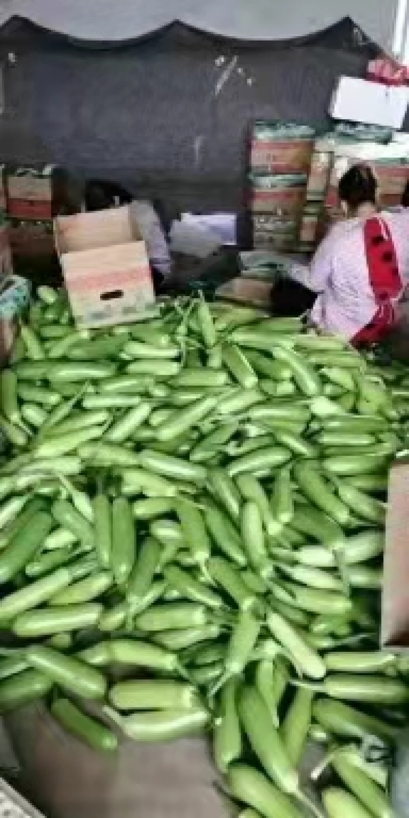 西葫芦西葫芦大量上市中！现摘现卖货源充足