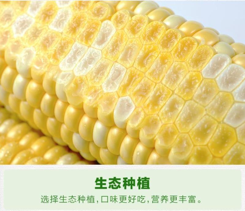 现摘甜玉米新鲜可生吃玉米棒(400一600e)10斤包邮