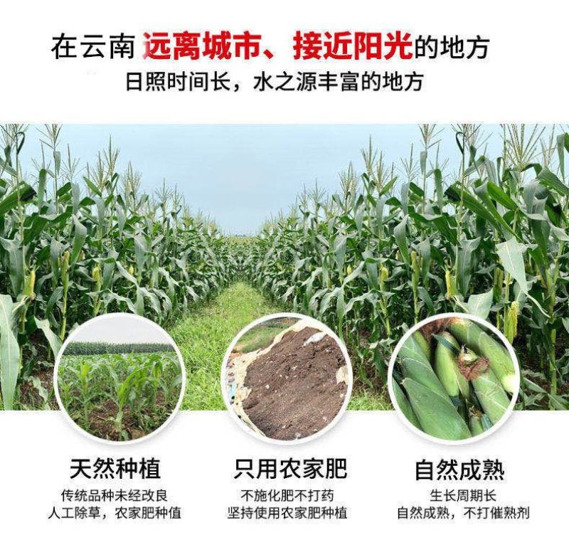 现摘甜玉米新鲜可生吃玉米棒(400一600e)10斤包邮